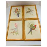 J. Gould Bird Prints