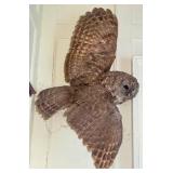 Owl Taxidermy