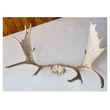Moose Antlers