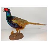 Taxidermy Pheasant