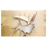 Moose Sheds