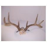 9 point whitetail antlers