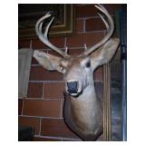 8 point deer head