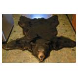 Bear skin rug