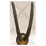 large set of horns