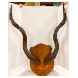 large set of shaped horns