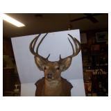 large mounted 8 pt. buck on nice plaque with mirror 