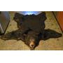 Bear skin rug
