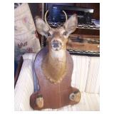 Whitetail deer mount