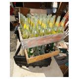 CHERWINE BOTTLES/CRATES