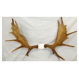 MOOSE ANTLERS