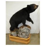 FULL MOUNT BLACK BEAR