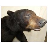 VIEW 5 BLACK BEAR CLOSEUP