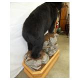 VIEW 6 MOUNTED ON ROCKS