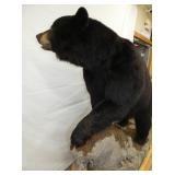 VIEW 8 FULL MOUNT BLACK BEAR