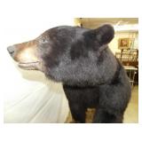 VIEW 9 CLOSEUP FULL MOUNT BLACK BEAR