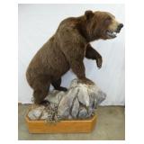 FULL MOUNT GRIZZLEY BEAR