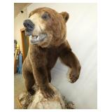 VIEW 6 CLOSEUP GRIZZLY BEAR