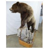 VIEW 9 GRIZZLEY BEAR FULL MOUNT