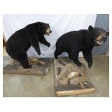 FULL MOUNT BLACK BEARS