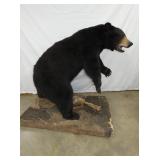FULL MOUNT BLACK BEAR