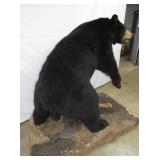 VIEW 4 OTHERSIDE BLACK BEAR