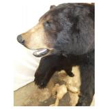 VIEW 6 CLOSEUP BLACK BEAR