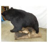 VIEW 8 FULL SIZE BLACK BEAR