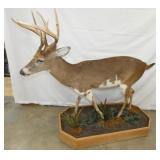 FULL SIZE WHITE TAIL DEER MOUNT