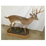 VIEW 4 OTHERSIDE WHITE TAIL