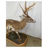 VIEW 5 FULL MOUNT DEER