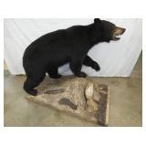 BLACK BEAR FULL MOUNT