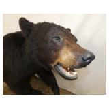 VIEW 4 CLOSEUP BLACK BEAR