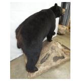 VIEW 6 BACKVIEW BLACK BEAR