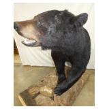 VIEW 8 CLOSEUP BLACK BEAR