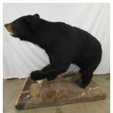 VIEW 9 FULL MOUNT BLACK BEAR