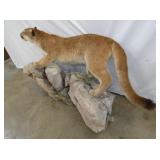 VIEW 4 MOUNTED ON ROCKS