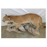 VIEW 5 MT.LION FULL MOUNT