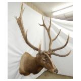 ELK MOUNT 28IN SPREAD