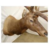 VIEW 10 ELK 28WX42LX80T