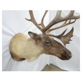 VIEW 2 CLOSEUP CARIBOU