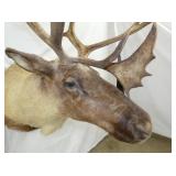 VIEW 9 CLOSEUP CARIBOU