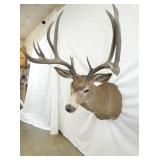 VIEW 3 45 TALL W/ 20IN WIDE/SPREAD