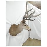 VIEW 5 OTHERSIDE MULE DEER
