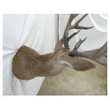 VIEW 7 TOP VIEW MULE DEER