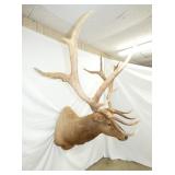VIEW 6 ELK W/ 57IN SPREAD
