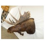 VIEW 4 46IN SPREAD/WIDE