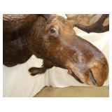 VIEW 10 CLOSEUP MOOSE