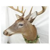 VIEW 5 WHITE TAIL DEER