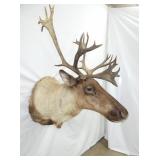 CARIBOU MOUNT